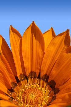 Beautiful macro of a bright orange Gazenia or treasure flower against the blue sky on a sunny day.