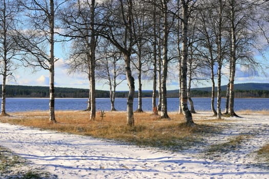 Birches at the lake after first autumn snow