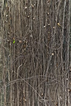 Vine wood in rainforest.