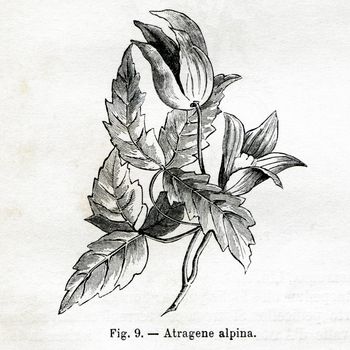 ITALY - CIRCA 1891: Vintage Atragenealpine flower illustration circa 1891 in Italy
