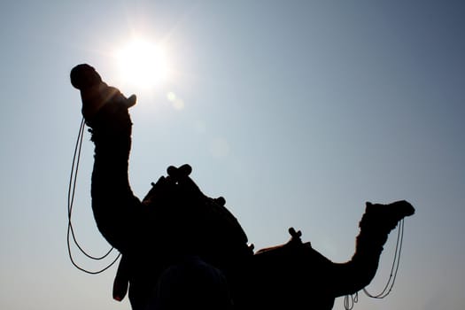 A silhouette of camels in a desert under harsh sunlight.