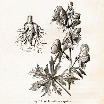 ITALY - CIRCA 1891: Vintage Aconitum Napellus flower illustration circa 1891 in Italy
