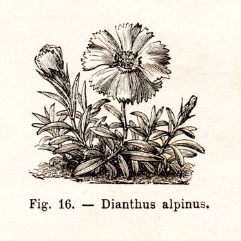 ITALY - CIRCA 1891: Vintage Dianthus Alpinus flower illustration circa 1891 in Italy