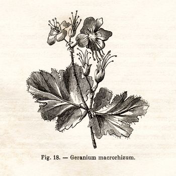 ITALY - CIRCA 1891: Vintage Geranium Macrorhizum flower illustration circa 1891 in Italy