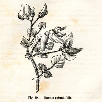 ITALY - CIRCA 1891: Vintage Ononis Rutundifolia flower illustration circa 1891 in Italy
