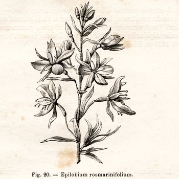 ITALY - CIRCA 1891: Vintage Epilobium Rosmarinifolium flower illustration circa 1891 in Italy
