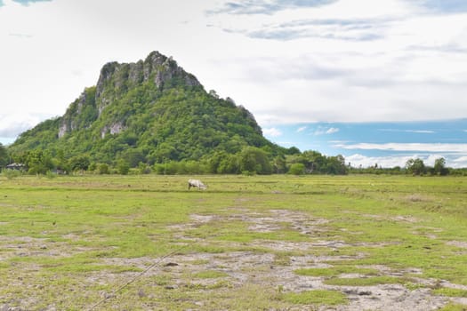 The mountains and the green area.