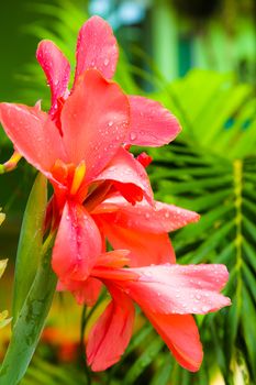 Flowers in the garden.