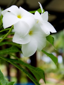 Flowers in the garden.