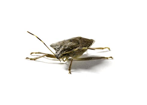 Front view of a stink bug or shield insect in macro image and isolated against white