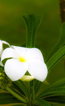 Flowers in the garden.