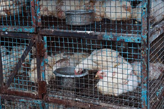 Chickens for sale in Cage