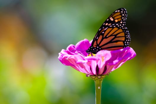 Monarch on Purple Flower
