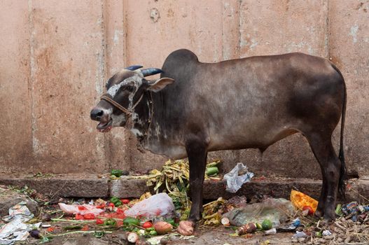 Sacred Cow in India feeding on garbage