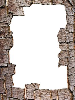 vector decorative frame from cortex tree