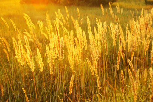 High meadow grass in the bright backlighting of setting sun as a texture