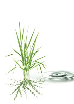 Nature concept. Bunch of green grass near splashing water on white background