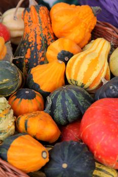 Colorful pumpkins collection