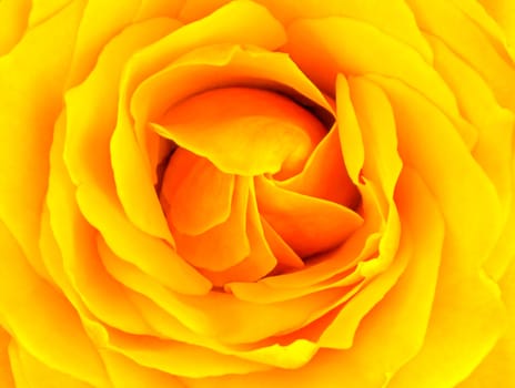 Closeup of a beautiful yellow rose wide open 