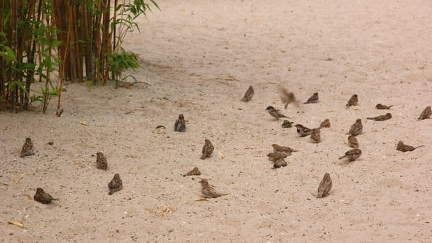 House sparrow (Passer domesticus) in the sand