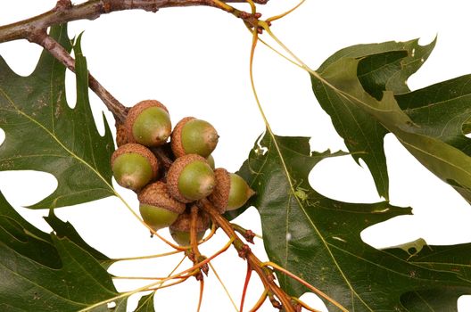 Acorns and grashopper on a branch