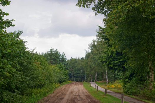 Sandpath in forrest with clouded sky