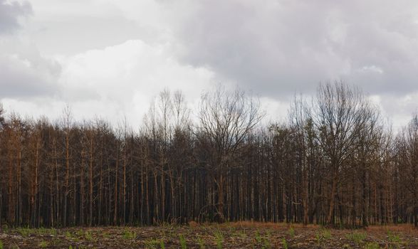 Forest slowly recovering from a forest fire against a clouded sky