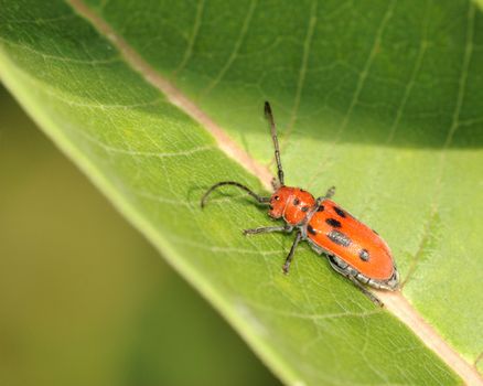 Red Milkweed Beetle perched on a green plant leaf.