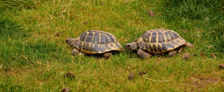 2 Turtles in a green grass environment