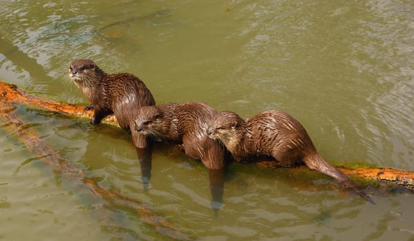 3 Asian small claw otters  (Aonyx cinerea)