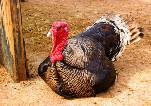 Turkey on a dutch farm