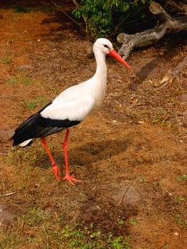 White stork bird standing near some bushes