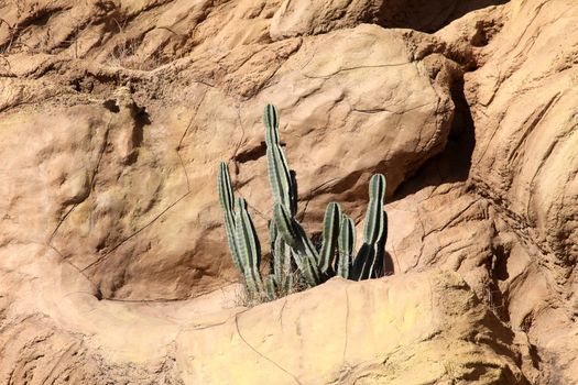 Cactus in desert