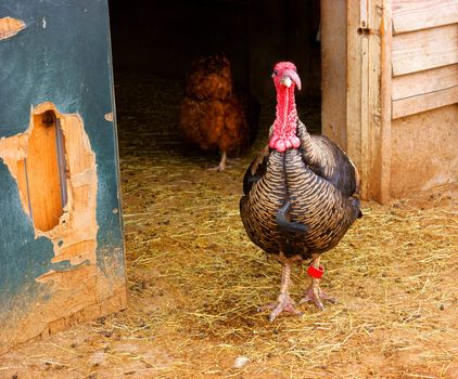 Turkey walking on a biologic poeltry farm