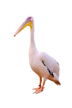 Standing pelican, isolated on white background