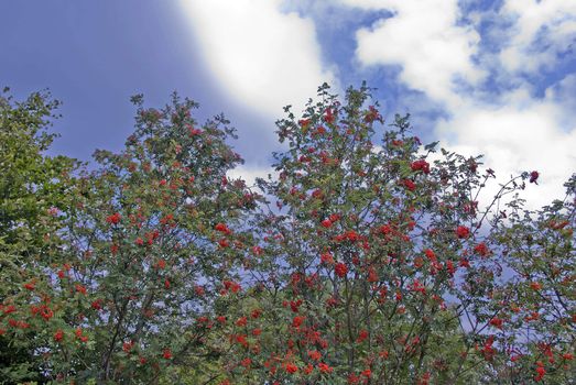 A Bush laden with Rowanberries against a blue sky