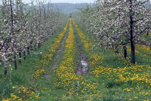 Blossoming apple garden in spring