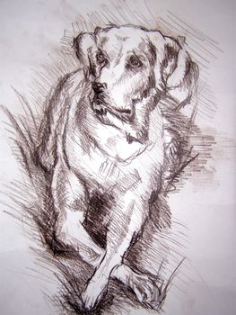 pencil drawing of the dog