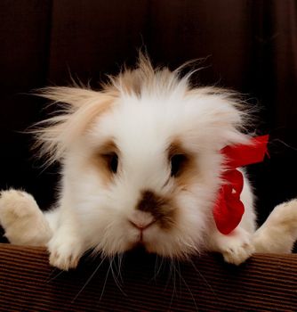 Lion head bunny, with a red bow, towards dark background