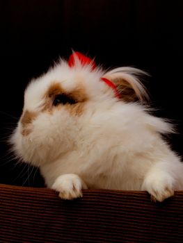 Lion head bunny, with a red bow, towards dark background