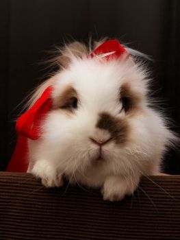 Lion head bunny, with a red bow, towards dark background