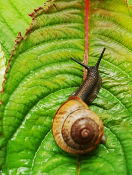 A little brown snail with house feeding on a fresh green leaf