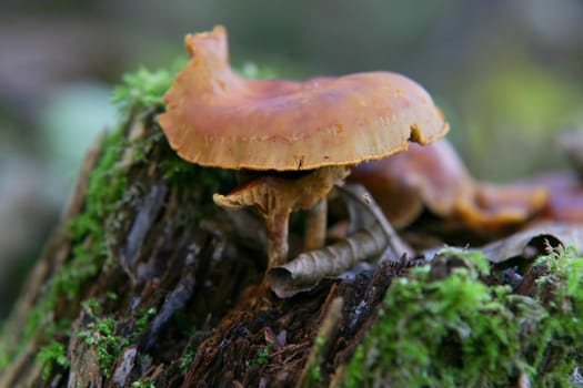 Mushroom on trunk