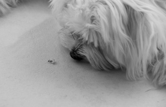 The puppy is playing with ants. Black and white photograph.