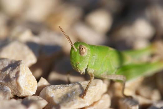 Grasshopper photographed up close. On the stone base.