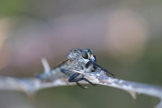 Insect on a branch of wild roses. Photographed up close in their natural environment.