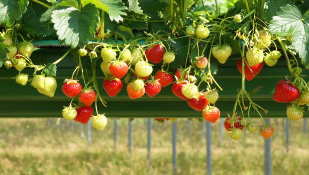 Growing strawberries in hanging baskets