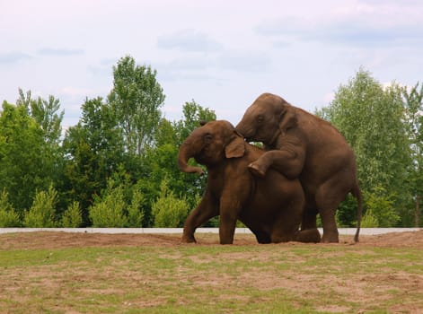 Elephants, trying to make a small elephant