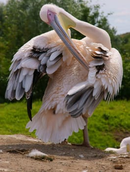 Pelican bird washing it's feathers