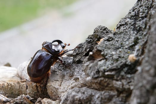 a beetle named rhinoceros (cervus) on the wooden stub